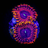 Fairy Fart Zoas