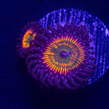 Sunny D Zoas
