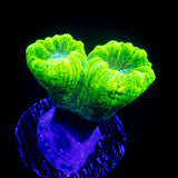 Kryptonite Trumpets
