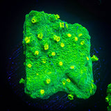 Alienpox Astreopora