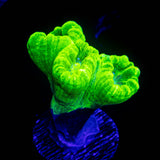 Kryptonite Trumpets