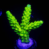 Bali Green Slimer Acro