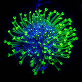 Neon Polyp Toadstool