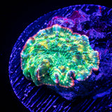 Psychedelic Mushroom
