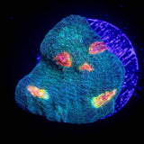 Miami Hurricane Chalice