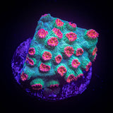 Meteor Shower Cyphastrea