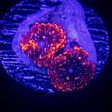 Utter Chaos Zoas