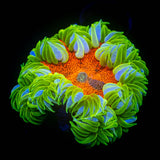 Ultra Rock Flower HOT