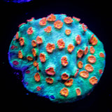 Meteor Shower Cyphastrea