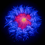 Ultra Rock Flower