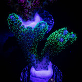 Pocillopora