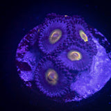 WWC AOI Zoas