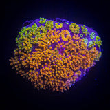 LRO Rainbow Bernardpora