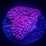 Scarlett Fever Stylo