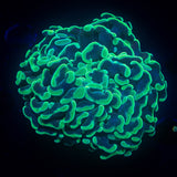 Aussie Green Hammer BIG HEAD