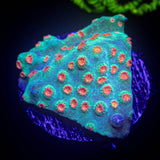 Meteor Shower Cyphastrea