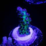 LRO Green Lantern Acro