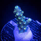LRO Teal Latistella