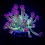 LRO Millenium Jade Goni