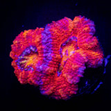 Magma Acan