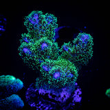Pocillopora