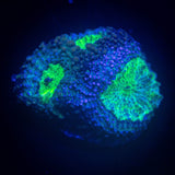 Teal Eye Echinata