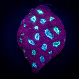 Teal Eye Favites