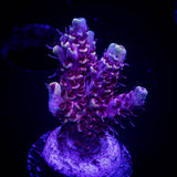 LRO Snow Dragon Acro