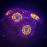 Sunny D Zoas