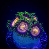 Lazer Lemon Zoas