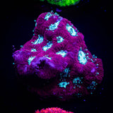 Teal Eye Favia