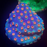 Meteor Shower Cyphastrea