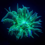 Aquacultured Duncans