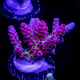 WWC Jello Shot Acro