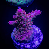 LRO Dragon Tales Acro