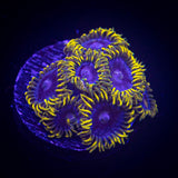 Smurfette Zoas