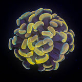 Pink Hologram Hammer