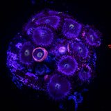JF Bella Blue Zoas