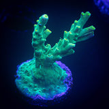 LRO Limelight