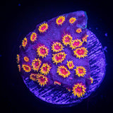 WWC Bizzaro Cyphastrea
