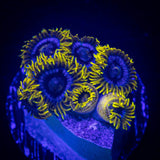 Smurfette Zoas