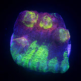 LRO Yellow Eye Mycedium HOT