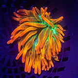 LRO Sol Vivo Anemone