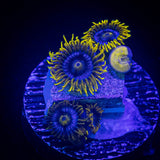 Smurfette Zoas