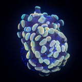 Bronze Hammer Double