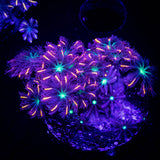 Daisy Clove/ Firework Cloves Combo