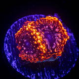 Utter Chaos Zoas