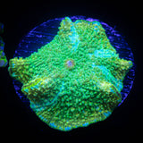 Snakeskin Discosoma