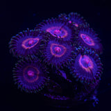 JF Punch Drunk Zoas