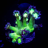 LRO Metallic Verde Goni SO BRIGHT